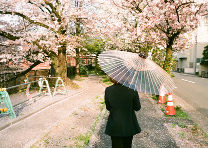 ビニル和傘 着用 桜 1
